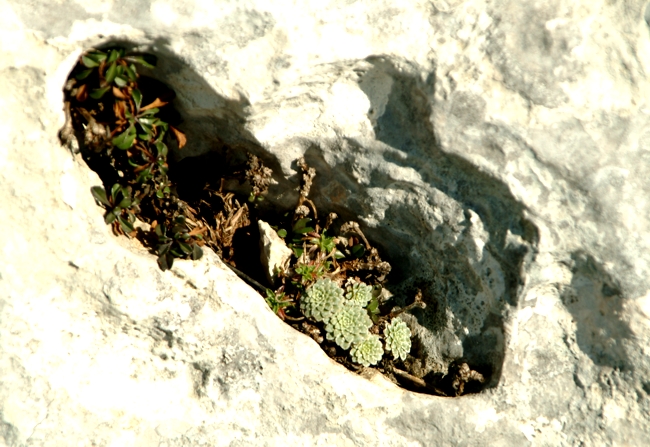 Saxifraga porophylla